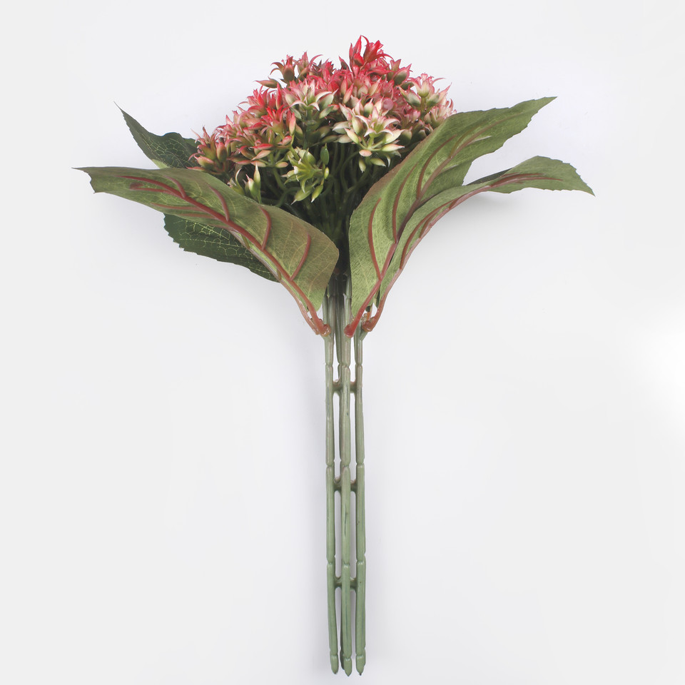 Hortensja, Mix 1 QA339-01