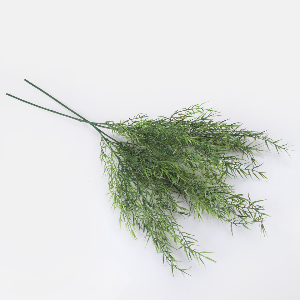 Asparagus, Green A703-01