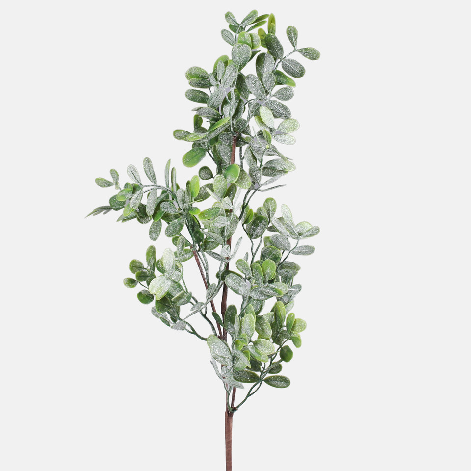 Glittered privet, Frosted Green F246S-01