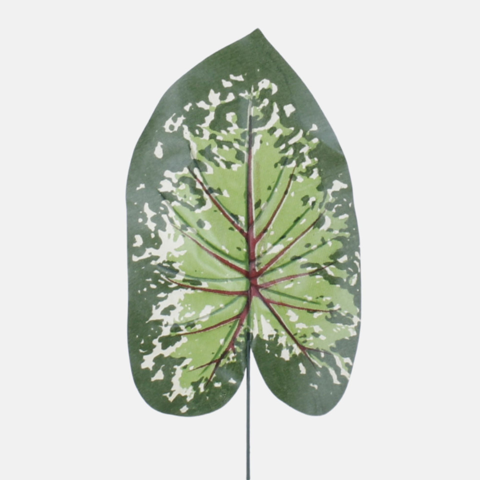 Liść kaladium, Green H018B-01