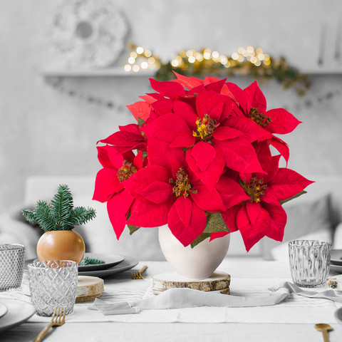 Poinsettia x 7 Q300S