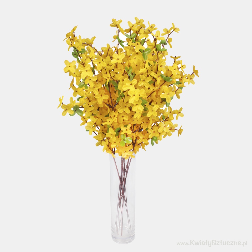 Forsythia, Yellow G008-01