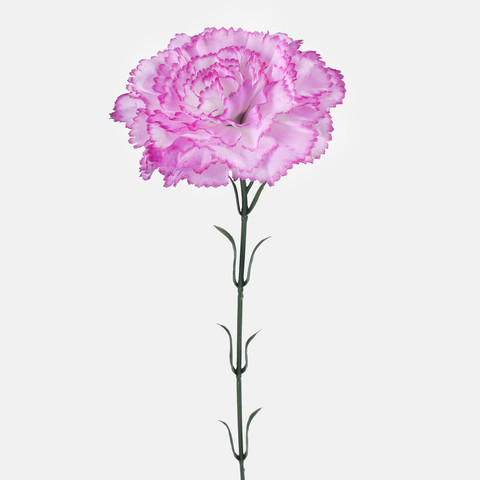 Carnation, Mix 1 G392-01