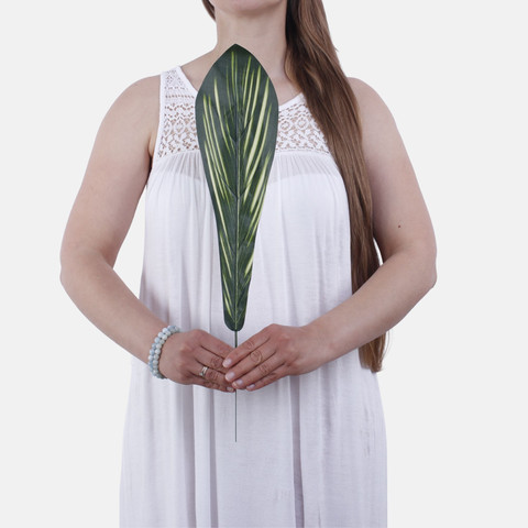 Asplenium leaf H002B (Product size)