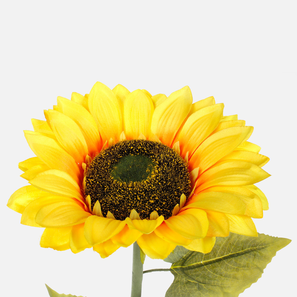 Słonecznik XXL, Yellow L783-01