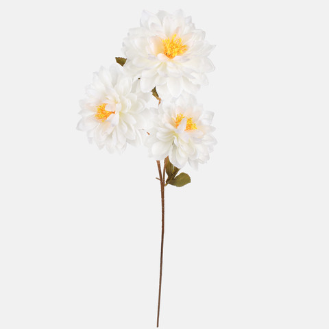 Dahlia, Cream G481-01